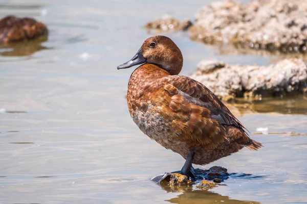 Beautiful Duck Orange Head Common Pochard Female Aythya Ferina Standing — Stock Photo, Image