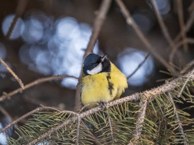 Cute bird Great tit, songbird sitting on the nice fir branch. Parus major