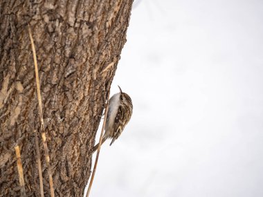 Ağaçta sürünen Avrasyalı küçük bir kuş. Şirin, ilginç orman kuşu Ağaç Bekçisi. Doğa geçmişi. Avrasya Ağaç Bekçisi ya da sıradan Ağaç Bekçisi. Erthia familiaris