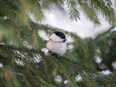 Cute bird The willow tit, song bird sitting on the fir branch. Willow tit perching on tree in winter. The willow tit, lat. Poecile montanus.
