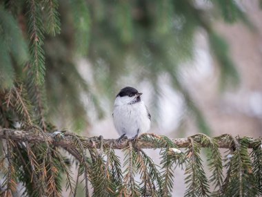 Cute bird The willow tit, song bird sitting on the fir branch. Willow tit perching on tree in winter. The willow tit, lat. Poecile montanus.