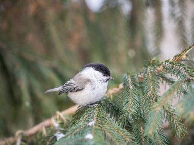 Cute bird the willow tit, song bird sitting on the fir branch with snow in winter. Willow tit perching on tree in winter. The willow tit, lat. Poecile montanus.