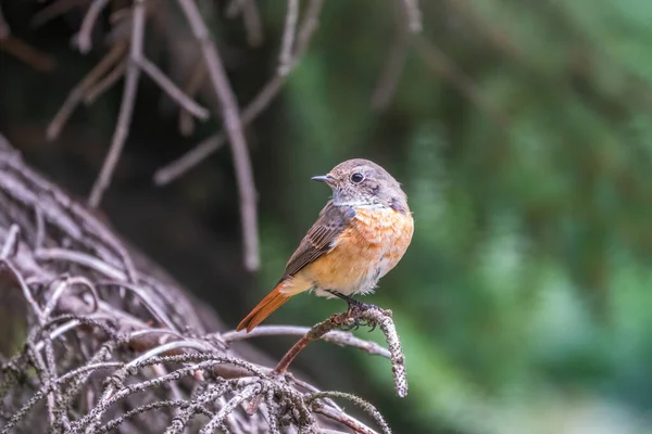 Hembra Común Inicio Rojo Phoenicurus Phoenicurus Fotografiada Primer Plano Sentada — Foto de Stock