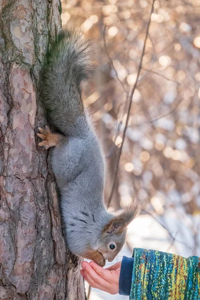 Ein Kleines Kind Füttert Winter Ein Eichhörnchen Mit Einer Nuss — Stockfoto