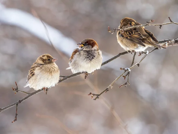 Trois Moineaux Sont Assis Sur Une Branche Sans Feuilles Bruants — Photo