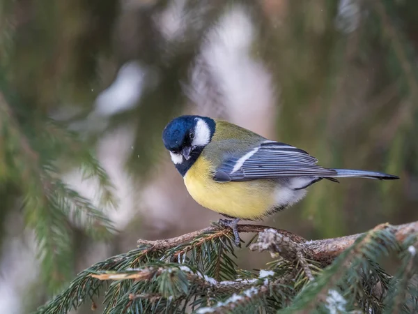 Cute Bird Great Tit Songbird Sitting Fir Branch Snow Winter — Stockfoto