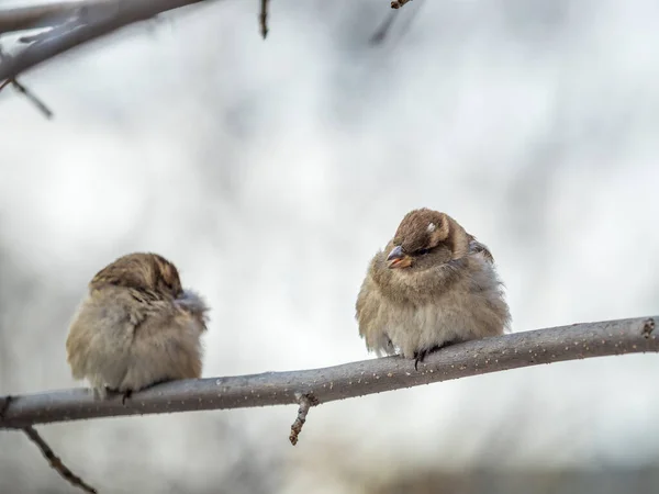 Zwei Spatzen Sitzen Auf Einem Zweig Ohne Blätter Spatzen Ast — Stockfoto