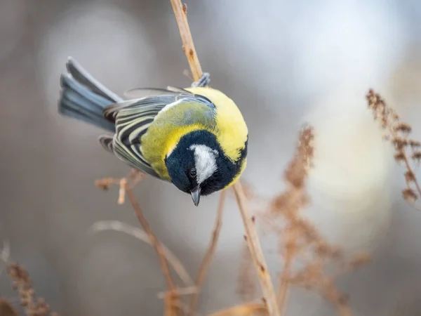 Cute Bird Great Tit Songbird Sitting Branch Leaves Autumn Winter — Stock fotografie