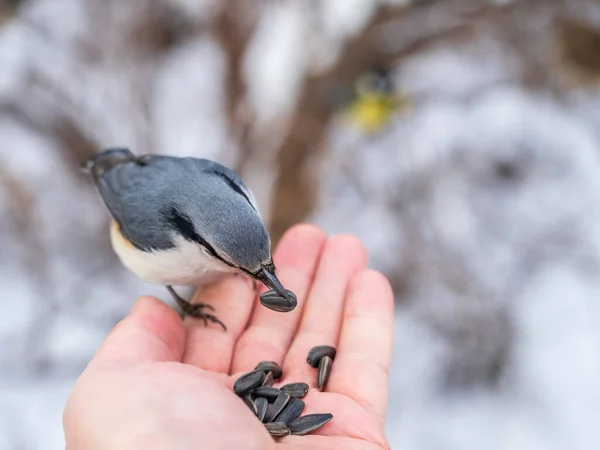 Der Kleiber Frisst Samen Aus Der Hand Eines Mannes Hungriger — Stockfoto