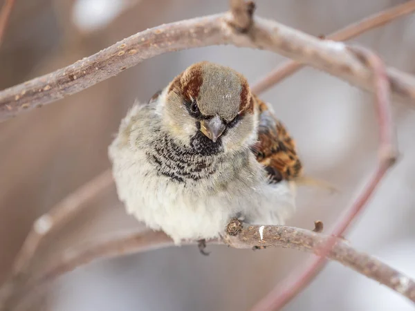 Sparrow Yaprakları Olmayan Bir Dalda Oturuyor Sonbaharda Kışın Bir Dalda — Stok fotoğraf