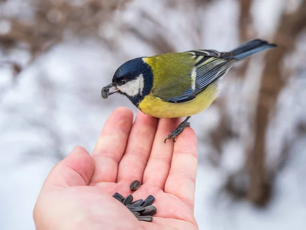 Tit Sits Man Hand Eats Seeds Taking Care Birds Winter — Stok fotoğraf