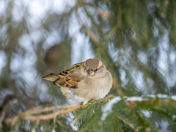 Sparrow Senta Ramo Abeto Luz Pôr Sol Pardal Ramo Outono — Fotografia de Stock