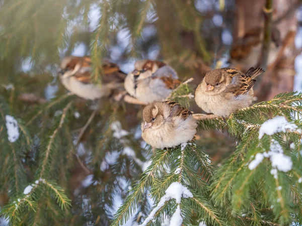 Quatre Moineaux Sont Assis Sur Une Branche Sapin Bruants Sur — Photo