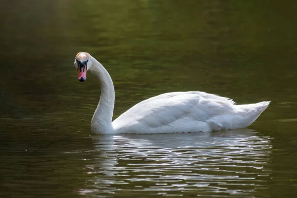 濃い緑色の水で湖を泳いで優雅な白い白鳥 白い白鳥が水面に映る ミュート スワンシグナス カラー — ストック写真