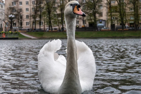 Graceful Biały Łabędź Pływać Stawie Parku Miejskim Łabędź Niemy Cygnus — Zdjęcie stockowe