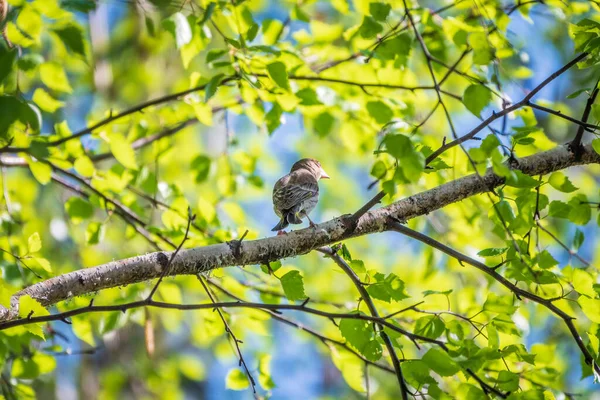 Zelený Žlutý Zpěvný Pták Jaře Sedící Větvi Evropský Pěnkava Evropský — Stock fotografie