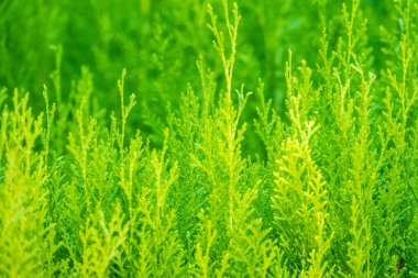 Yeşil dallar ve bir thuja ağacının taze yaprakları. Arkaplan resmi.