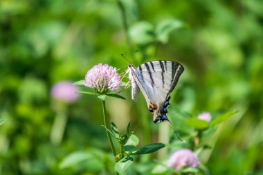 Güzel Kelebek Kırlangıç Kuyruğu, Yılan Kuyruğu, Armut Ağacı Kırlangıç, Podalirius. Kelebek yelkenli Papilionidae familyasından. Latince Iphiclides podaliriu. Kelebek çiçekten nektar toplar