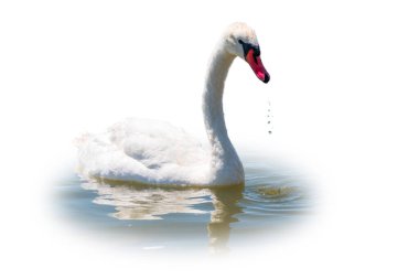 Beyaz arka planda izole bir şekilde gölde yüzen zarif beyaz kuğu. Gölde yüzen beyaz bir kuğunun portresi. Dilsiz kuğu, Latince adı Cygnus olor.