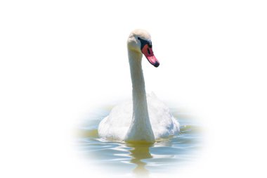 Beyaz arka planda izole bir şekilde gölde yüzen zarif beyaz kuğu. Gölde yüzen beyaz bir kuğunun portresi. Dilsiz kuğu, Latince adı Cygnus olor.