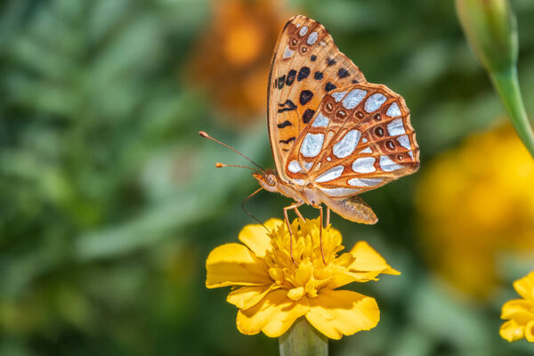 A butterfly, a queen of Spain fritillary, lat. Issoria lathonia, sitting on a yellow flower and drinks nectar with its proboscis. Background with a beautiful butterfly collects nectaron a flower.