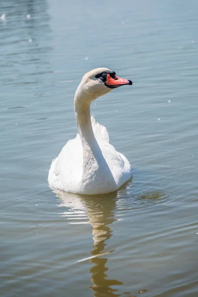 優雅な白い白鳥は 湖で泳いで 野生で白鳥 湖で白い白鳥の水泳の肖像画 ミュートスワンラテン語名Cygnus Color — ストック写真