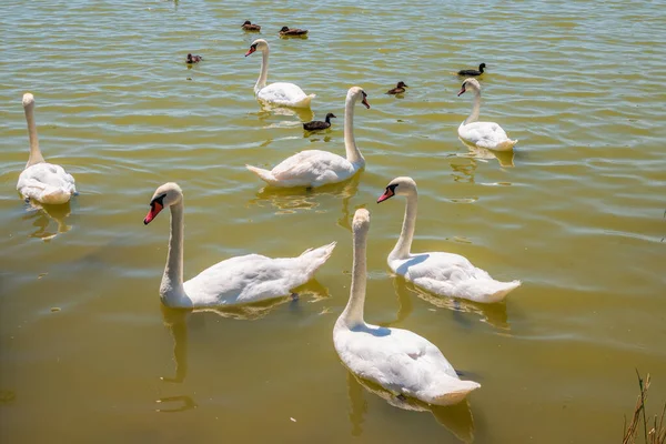 Grande Bando Cisnes Brancos Graciosos Nada Lago Cisnes Natureza Cisne — Fotografia de Stock