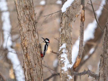 Küçük ağaçkakan ağaç gövdesine oturur. Ağaçkakan kışın, büyük benekli ağaçkakan Dendrocopos ana ağaçkakanı karla büyük bir ağaçtan yiyecek alır.