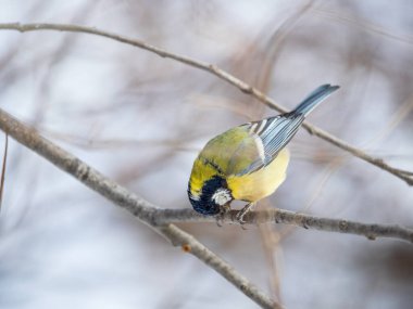 Cute bird Great tit, songbird sitting on a branch without leaves in the autumn or winter. Parus major