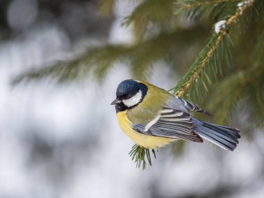 Cute bird Great tit, songbird sitting on the nice fir branch. Parus major