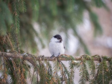 Cute bird The willow tit, song bird sitting on the fir branch. Willow tit perching on tree in winter. The willow tit, lat. Poecile montanus.