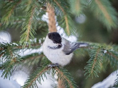 Cute bird the willow tit, song bird sitting on the fir branch with snow in winter. Willow tit perching on tree in winter. The willow tit, lat. Poecile montanus.