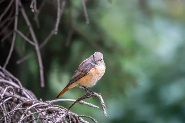 Поширена Жінка Червоного Старту Phenicurus Phenicurus Фотографується Впритул Сидячи Гілці — стокове фото