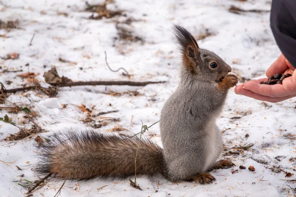 Écureuil Hiver Mangeant Des Noix Main Homme Prendre Soin Des — Photo