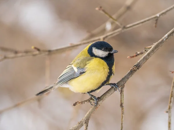 Cute bird Great tit, songbird sitting on a branch without leaves in the autumn or winter. Parus major