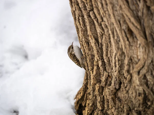 Little Bird Eurasian Treecreeper Crawling Tree Cute Interesting Forest Bird — Stock Photo, Image