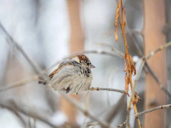 Sparrow Yaprakları Olmayan Bir Dalda Oturuyor Sonbaharda Kışın Bir Dalda — Stok fotoğraf