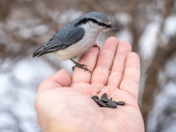 Der Kleiber Frisst Samen Aus Der Hand Eines Mannes Hungriger — Stockfoto