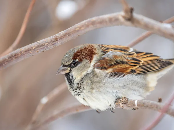 Sparrow Zit Een Tak Zonder Bladeren Sparrow Een Tak Herfst — Stockfoto