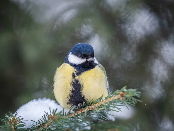 Cute Bird Great Tit Songbird Sitting Fir Branch Snow Winter — Foto de Stock