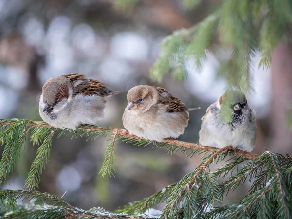 Trei Sparrows Stă Ramură Brad Sparrows Ramură Toamnă Sau Iarnă — Fotografie, imagine de stoc