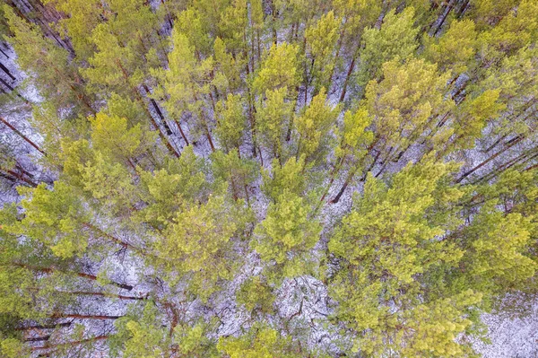Kış Çam Ormanının Havadan Görünüşü Karla Kaplı Çam Ağaçlarının Üst — Stok fotoğraf