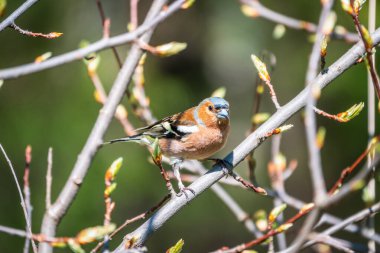 Yaygın papatya çayırı, baharda yeşil arka planda bir dala oturur. Vahşi yaşamın güzel ötücü kuşu papatya çayı. Sıradan ispinoz mu yoksa latin adı Fringilla Coelebs mi?.