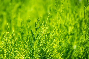 Yeşil dallar ve bir thuja ağacının taze yaprakları. Arkaplan resmi.