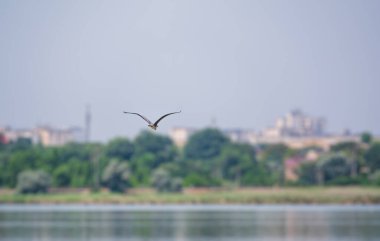 Zarif gri balıkçıl bir gölün yüzeyinde alçaktan uçuyor. Gri balıkçıl, Ardea cinerea balıkçılgiller familyasının uzun bacaklı yırtıcı kuşudur.,