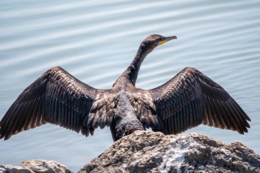Büyük karabatak, Phalacrocorax karbonhidrat taşın üzerinde oturur ve kanatlarını rüzgarda kurutur. Büyük karabatak, Phalacrocorax karbonhidrat, büyük siyah karabatak, ya da siyah sevişme olarak bilinir..