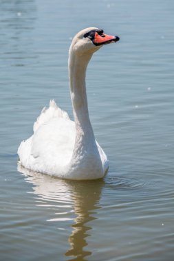 Gölde yüzen zarif beyaz kuğu, vahşi doğada yüzen kuğular. Gölde yüzen beyaz bir kuğunun portresi. Dilsiz kuğu, Latince adı Cygnus olor.