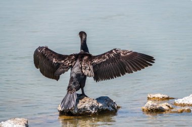 Büyük karabatak, Phalacrocorax karbonhidrat taşın üzerinde oturur ve kanatlarını rüzgarda kurutur. Büyük karabatak, Phalacrocorax karbonhidrat, büyük siyah karabatak, ya da siyah sevişme olarak bilinir..
