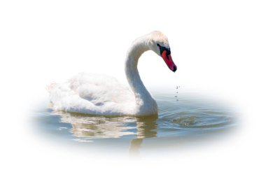 Beyaz arka planda izole bir şekilde gölde yüzen zarif beyaz kuğu. Gölde yüzen beyaz bir kuğunun portresi. Dilsiz kuğu, Latince adı Cygnus olor.