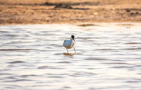 Kuşu Avocet Recurvirostra Avosetta Gölde Besleniyor Fareli Köyün Avocet Uzun — Stok fotoğraf